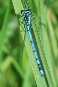 Coenagrion puella