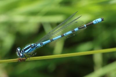 Enallagma cyathigerum