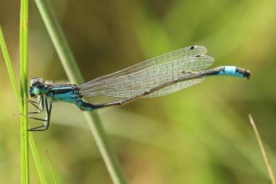 Ischnura elegans