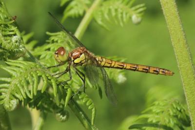 Sympetrum striolatum
