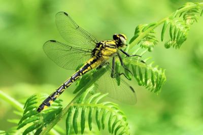 Gomphus vulgatissimus