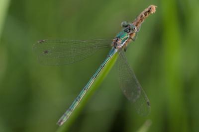 Lestes dryas
