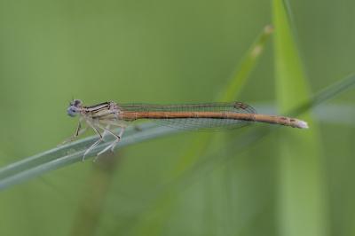 Platycnemis acutipennis