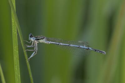 Platycnemis pennipes