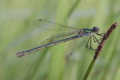 Lestes dryas