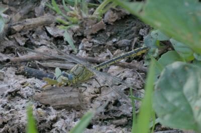Gomphus pulchellus