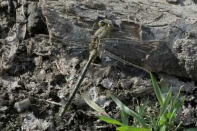 Gomphus pulchellus