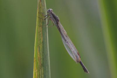 Sympecma fusca