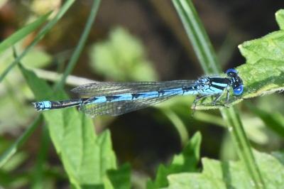 Erythromma lindenii