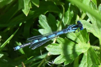 Erythromma lindenii