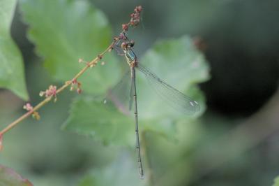 Chalcolestes viridis