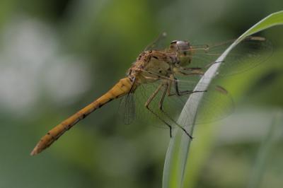 Sympetrum meridionale