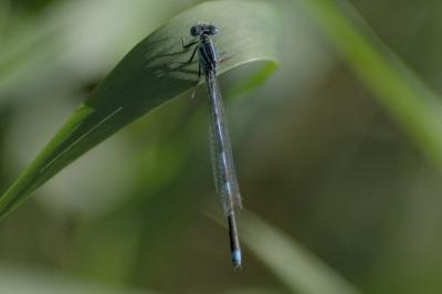 Erythromma lindenii