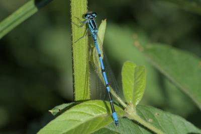 Coenagrion puella