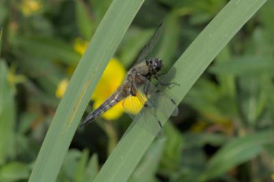 Libellula quadrimaculata