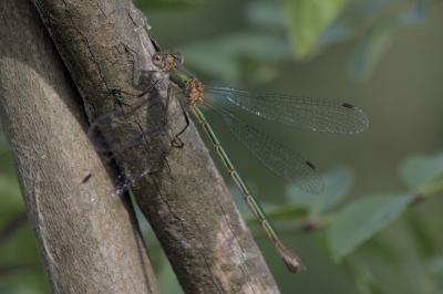 Lestes sponsa