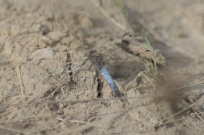 Orthetrum cancellatum