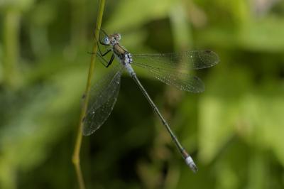 Lestes sponsa