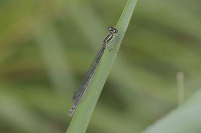 Coenagrion puella