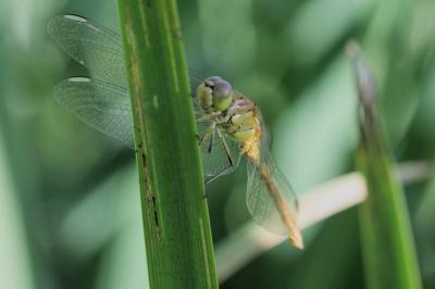 Sympetrum meridionale