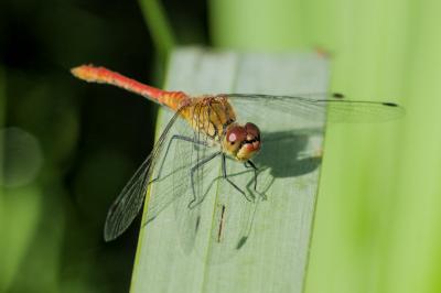 Sympetrum sanguineum