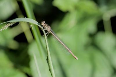 Platycnemis pennipes