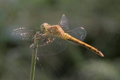 Sympetrum meridionale
