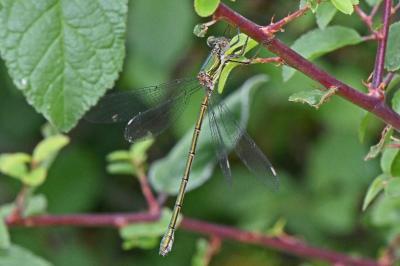 Chalcolestes viridis