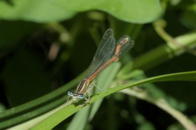 Platycnemis acutipennis