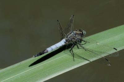 Orthetrum albistylum