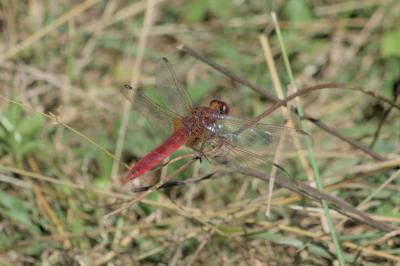 Crocothemis erythraea