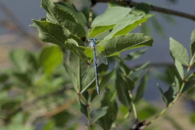 Coenagrion scitulum