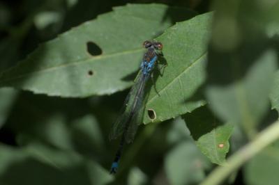Erythromma viridulum
