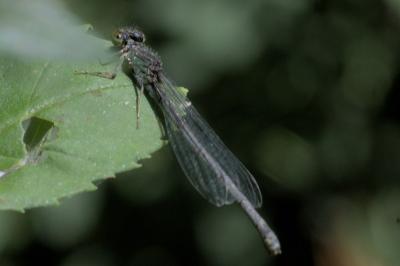 Erythromma viridulum