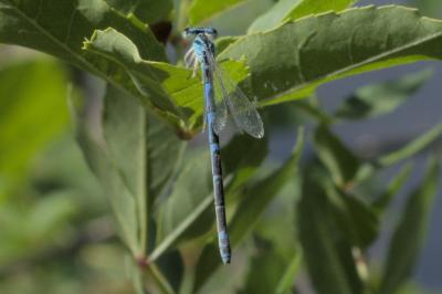 Coenagrion scitulum