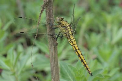 Orthetrum cancellatum