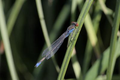 Erythromma viridulum