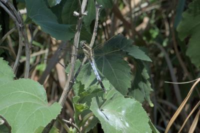 Orthetrum albistylum