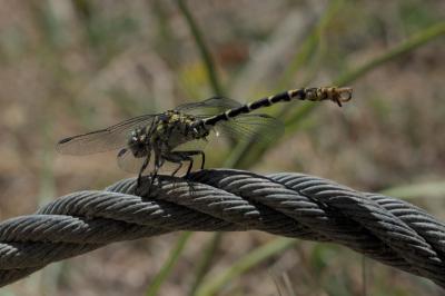 Onychogomphus forcipatus
