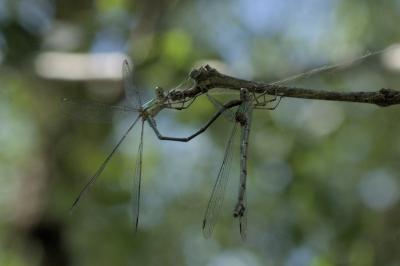 Chalcolestes viridis