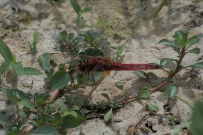 Crocothemis erythraea