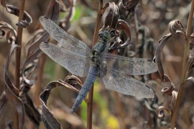 Orthetrum cancellatum