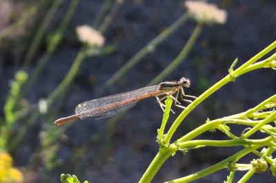 Platycnemis acutipennis