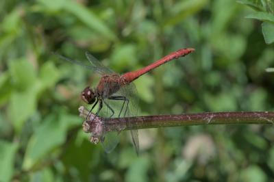 Sympetrum sanguineum