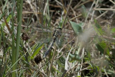 Orthetrum albistylum