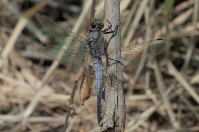 Orthetrum cancellatum