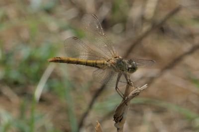 Sympetrum meridionale