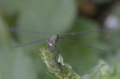 Chalcolestes viridis