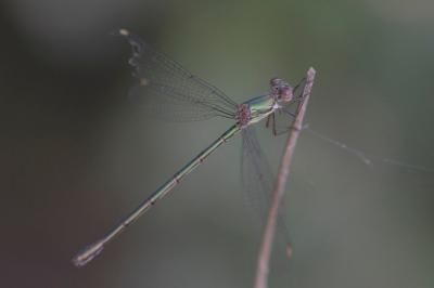 Chalcolestes viridis