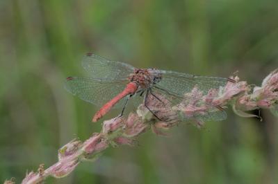 Sympetrum sanguineum